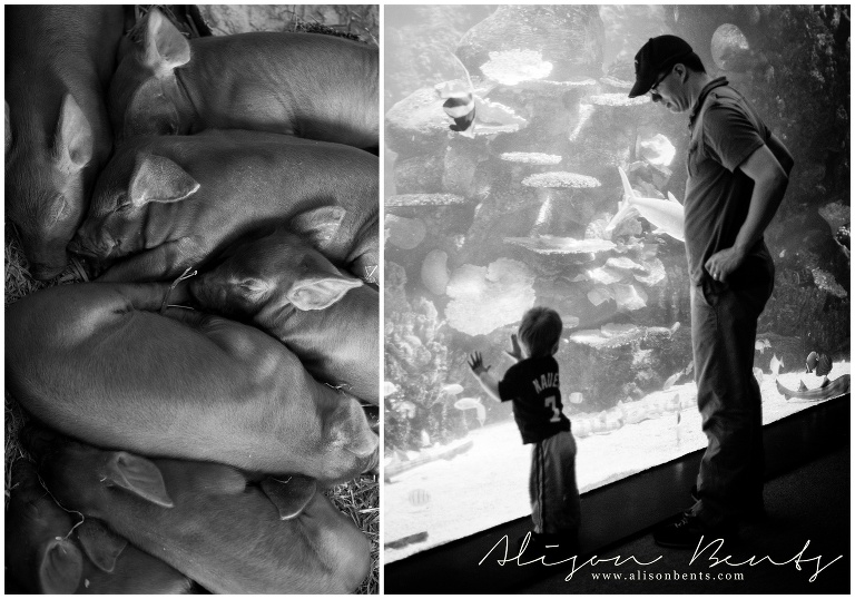 piglets and father son aquarium viewing