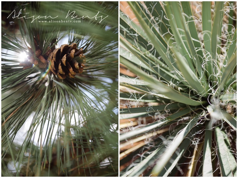 ponderosa pine and yucca detail