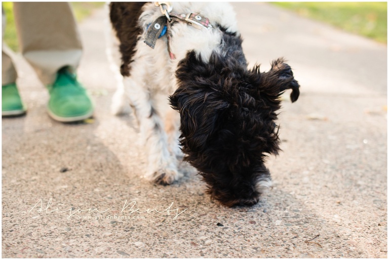 dog sniffing ground