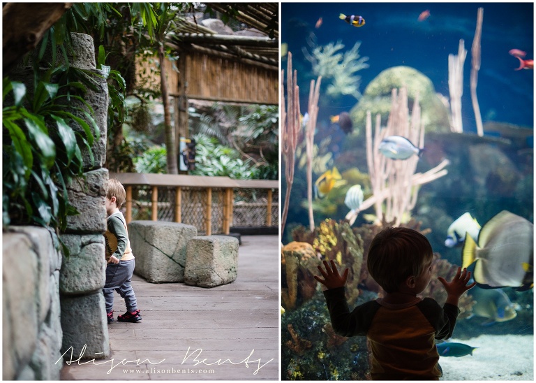 boy goes into tunnel and looks at aquarium